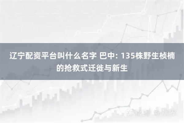 辽宁配资平台叫什么名字 巴中: 135株野生桢楠的抢救式迁徙与新生